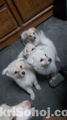 German spitz puppy dog